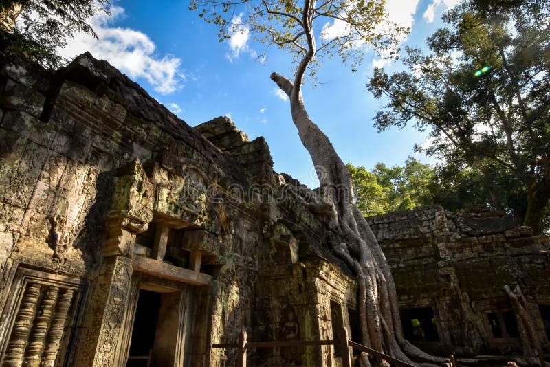 Γιγαντιαίες ρίζες δέντρων Banyan πέρα από το ναό TA Phrom, Angkor, αρχαιολογικό πάρκο, Καμπότζη στοκ φωτογραφίες με δικαίωμα ελεύθερης χρήσης Γιγαντιαίες ρίζες δέντρων Banyan πέρα από το ναό TA Phrom, Angkor, αρχαιολογικό πάρκο, Καμπότζη στοκ φωτογραφίες με δικαίωμα ελεύθερης χρήσης