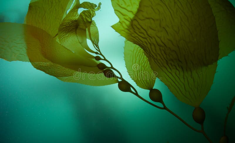 Γιγαντιαίο Kelp 2 Γιγαντιαίο Kelp 2