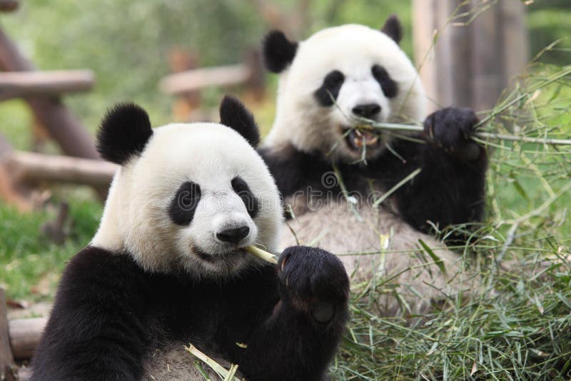 γιγαντιαίο panda γιγαντιαίο panda
