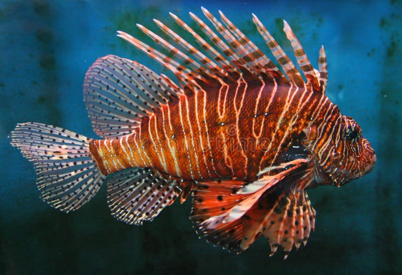 γιγαντιαίο κόκκινο lionfish στοκ φωτογραφίες με δικαίωμα ελεύθερης χρήσης γιγαντιαίο κόκκινο lionfish στοκ φωτογραφίες με δικαίωμα ελεύθερης χρήσης