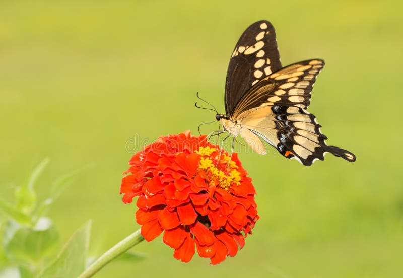 Γιγαντιαίο να ταΐσει πεταλούδων Swallowtail με ένα πορτοκαλί λουλούδι της Zinnia στοκ εικόνα