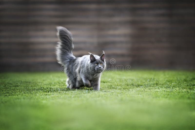 grey maine coon cat walking on grass. grey maine coon cat walking on grass