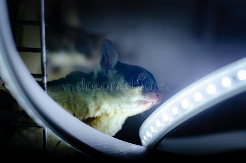 Γκρίζο ανεμοπλάνο ζάχαρης Possum ολίσθησης Petaurus breviceps δενδρικό Εξωτικά ζώα στο ανθρώπινο περιβάλλον στοκ εικόνες Γκρίζο ανεμοπλάνο ζάχαρης Possum ολίσθησης Petaurus breviceps δενδρικό Εξωτικά ζώα στο ανθρώπινο περιβάλλον στοκ εικόνες