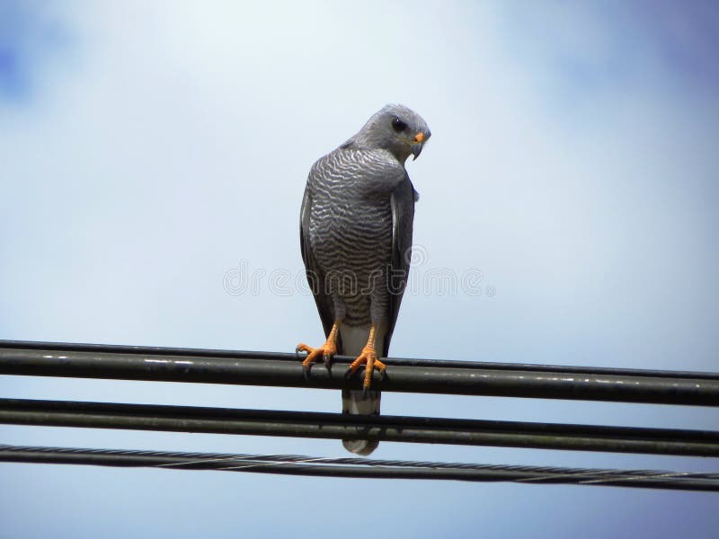 The gray hawk &#x28;Buteo plagiatus&#x29; or Mexican goshawk[2] is a smallish raptor found in open country and forest edges. It is sometimes placed in the genus Asturina as Asturina plagiata. The species was recently split by the American Ornithologists Union &#x28;AOU&#x29; from the gray-lined hawk. The gray hawk is found from Costa Rica north into the southwestern United States. The gray hawk &#x28;Buteo plagiatus&#x29; or Mexican goshawk[2] is a smallish raptor found in open country and forest edges. It is sometimes placed in the genus Asturina as Asturina plagiata. The species was recently split by the American Ornithologists Union &#x28;AOU&#x29; from the gray-lined hawk. The gray hawk is found from Costa Rica north into the southwestern United States.