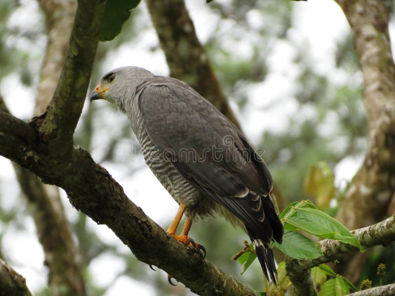The gray hawk &#x28;Buteo plagiatus&#x29; or Mexican goshawk[2] is a smallish raptor found in open country and forest edges. It is sometimes placed in the genus Asturina as Asturina plagiata. The species was recently split by the American Ornithologists Union &#x28;AOU&#x29; from the gray-lined hawk. The gray hawk is found from Costa Rica north into the southwestern United States. The gray hawk &#x28;Buteo plagiatus&#x29; or Mexican goshawk[2] is a smallish raptor found in open country and forest edges. It is sometimes placed in the genus Asturina as Asturina plagiata. The species was recently split by the American Ornithologists Union &#x28;AOU&#x29; from the gray-lined hawk. The gray hawk is found from Costa Rica north into the southwestern United States.