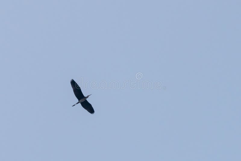 Γκρίζο ερωδιός ή Ardea φαιάς ουσίας Ο ενιαίος γκρίζος ερωδιός απομόνωσε κατά την πτήση πάλι έναν σαφή ουρανό στοκ φωτογραφίες Γκρίζο ερωδιός ή Ardea φαιάς ουσίας Ο ενιαίος γκρίζος ερωδιός απομόνωσε κατά την πτήση πάλι έναν σαφή ουρανό στοκ φωτογραφίες