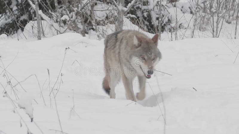 Γκρίζο ζώο λύκου στο χειμερινό δάσος λύκος στο χιόνι Canis lupus απόθεμα βίντεο