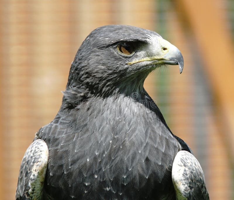 Head of a grey eagle looking left. Head of a grey eagle looking left