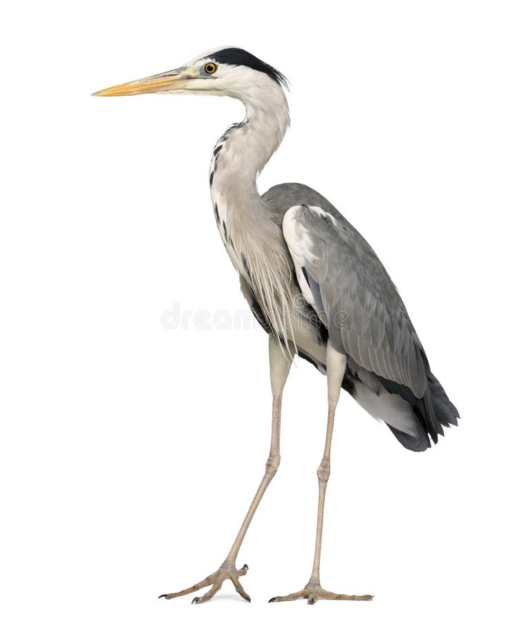 Γκρίζος ερωδιός που στέκεται, Ardea φαιάς ουσίας, 5 χρονών στοκ εικόνα