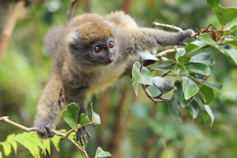 Grey bamboo lemur on the tree. Grey bamboo lemur on the tree.