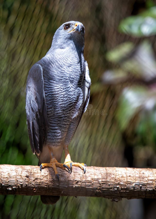 Elegant, raincloud-gray hawk with barred chest and banded tail, soars over open areas in Central & North America. Elegant, raincloud-gray hawk with barred chest and banded tail, soars over open areas in Central & North America