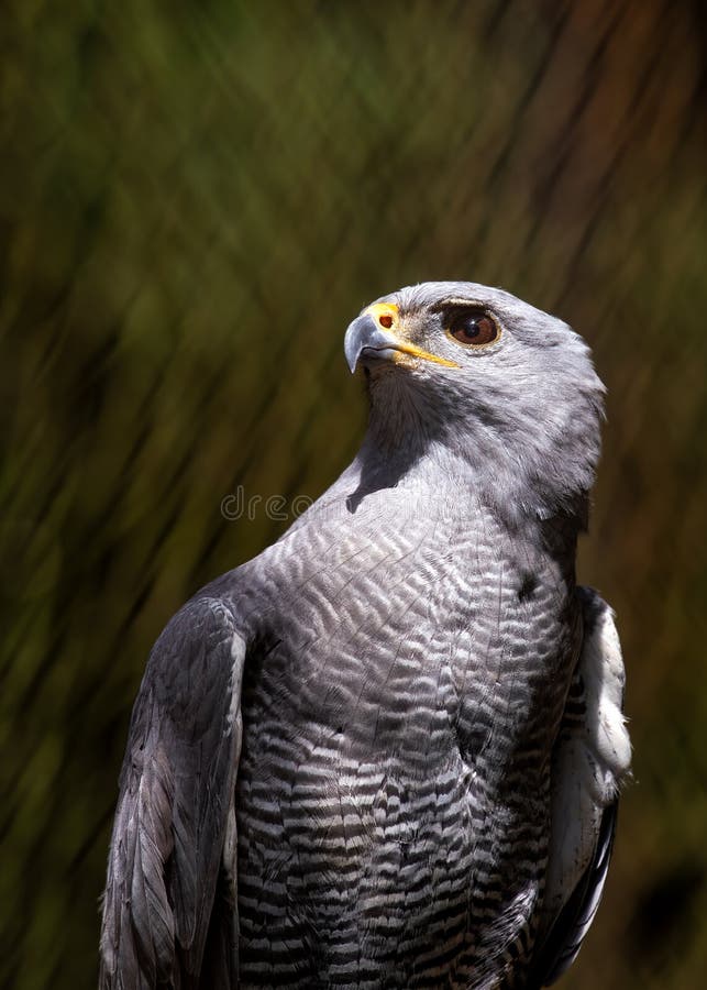 Elegant, raincloud-gray hawk with barred chest and banded tail, soars over open areas in Central & North America. Elegant, raincloud-gray hawk with barred chest and banded tail, soars over open areas in Central & North America