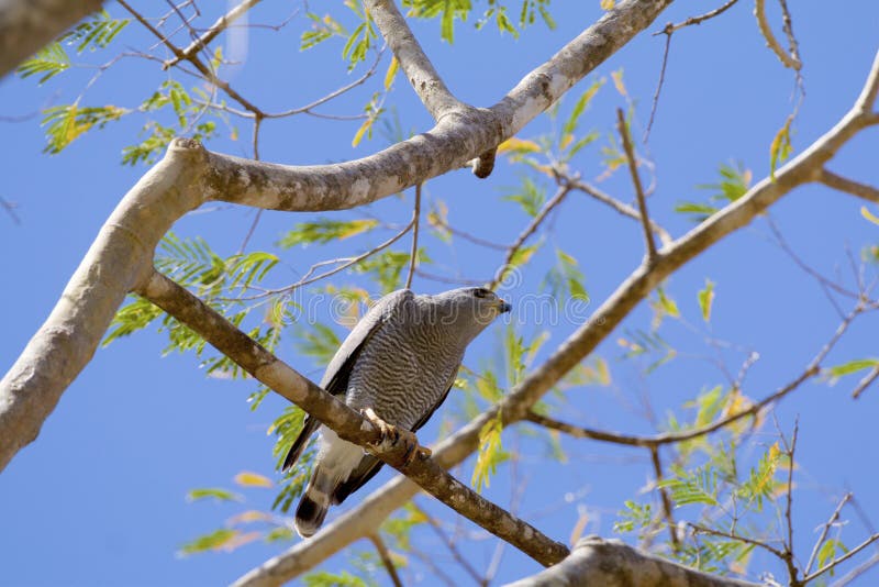 Gray Hawk or Mexican Goshawk ventral view perched on tree branch in Guanacaste Province Costa Rica  840430  Buteo plagiatus. Gray Hawk or Mexican Goshawk ventral view perched on tree branch in Guanacaste Province Costa Rica  840430  Buteo plagiatus