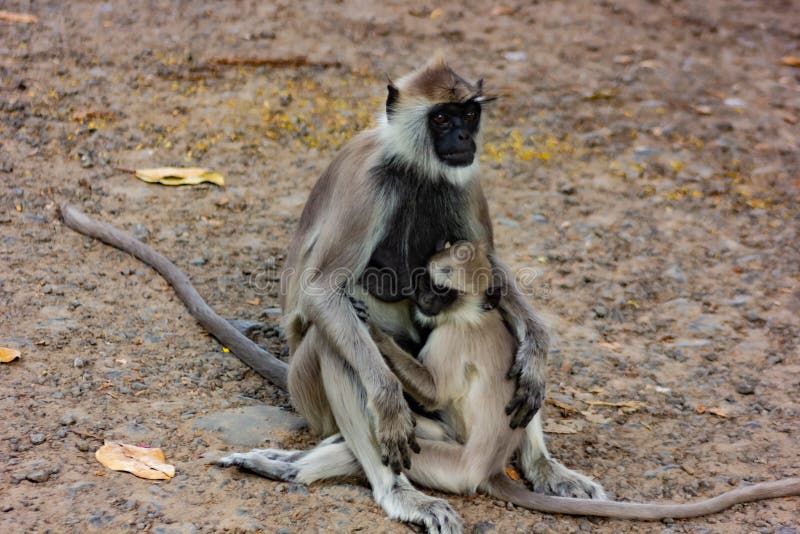 Also called Hanuman monkey, scientific name Semnopithecus, this is native to the Indian subcontinent and widespread, inhabiting forests, open woodland and even urban areas. Currently eight species are well established. Most species are found at low to moderate altitudes, but the Nepal gray langur and Kashmir gray langur occur up to 13,000 ft. in the Himalayas.
Langurs are gray, with a black face and ears and have long tails. Mainly herbivores, they spend half their time on the ground and the other half in the trees, from where they keep a sharp lookout for predators, warning other forest denizens with their sharp barking alarm calls. This picture was shot in the evening near Agasthya Falls, in South India, on September 18, 2019, with a Canon DSLR EOS 550D at 1/125 sec. f/4 and 85mm focal length. Also called Hanuman monkey, scientific name Semnopithecus, this is native to the Indian subcontinent and widespread, inhabiting forests, open woodland and even urban areas. Currently eight species are well established. Most species are found at low to moderate altitudes, but the Nepal gray langur and Kashmir gray langur occur up to 13,000 ft. in the Himalayas.
Langurs are gray, with a black face and ears and have long tails. Mainly herbivores, they spend half their time on the ground and the other half in the trees, from where they keep a sharp lookout for predators, warning other forest denizens with their sharp barking alarm calls. This picture was shot in the evening near Agasthya Falls, in South India, on September 18, 2019, with a Canon DSLR EOS 550D at 1/125 sec. f/4 and 85mm focal length.