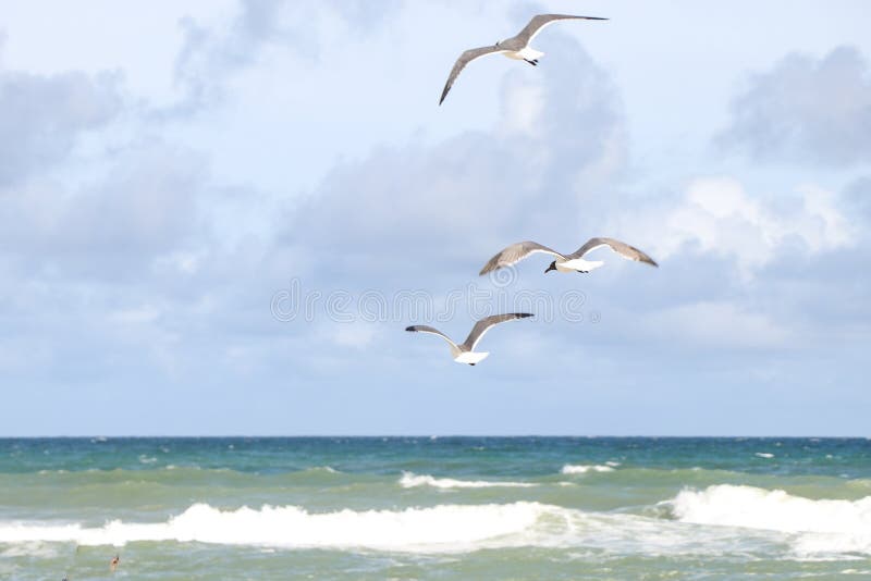 Sea gulls flying over a French fry in Emerald Isle Beach, North Carolina. Sea Gulls wanting a child's fry at the beautiful beach. Sea gulls flying over a French fry in Emerald Isle Beach, North Carolina. Sea Gulls wanting a child's fry at the beautiful beach.