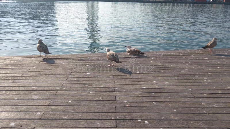 Γλάροι που αναπαύονται σε μια ξύλινη προβλήτα δίπλα στην προκυμαία απόθεμα βίντεο