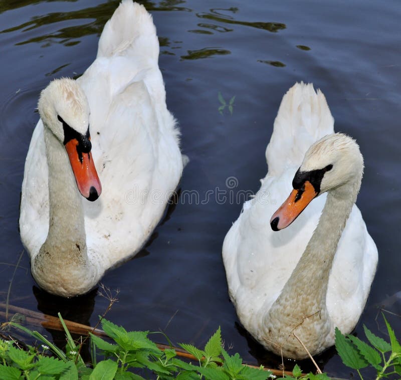 Sweet couple of swans on a pond. Sweet couple of swans on a pond