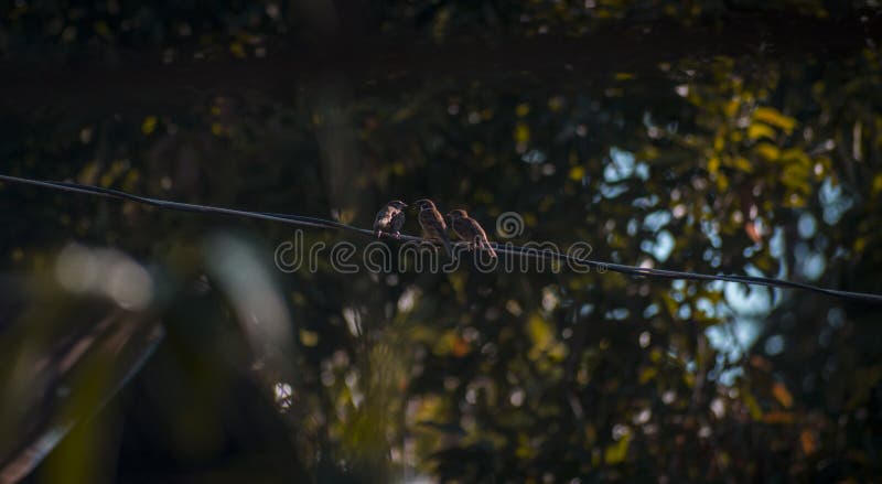 Γλώσσα πουλιών με τους φίλους στοκ φωτογραφία με δικαίωμα ελεύθερης χρήσης Γλώσσα πουλιών με τους φίλους στοκ φωτογραφία με δικαίωμα ελεύθερης χρήσης