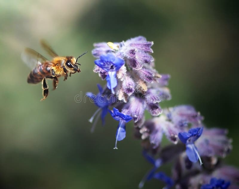 Honey bee on a blue flower pollinating. Honey bee on a blue flower pollinating.