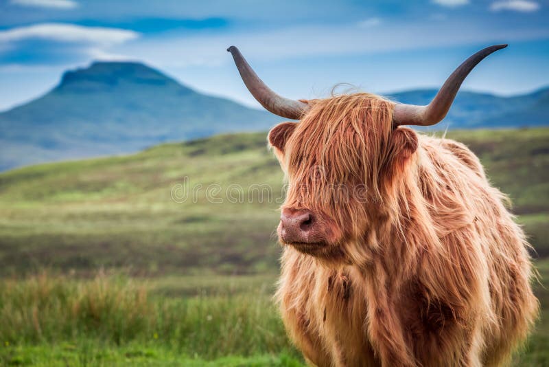 Γούνινη αγελάδα ορεινών περιοχών στο νησί της Skye, Σκωτία