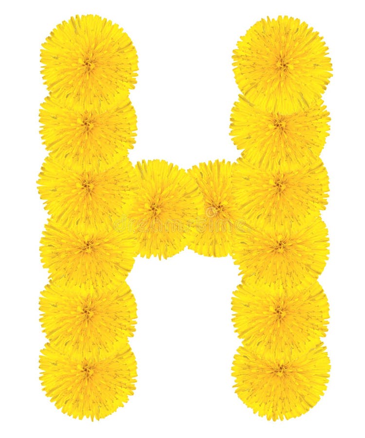 Letter H made from dandelion flowers isolated on white background. Letter H made from dandelion flowers isolated on white background