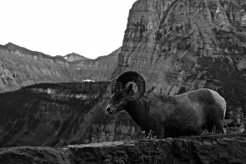 Γραπτό τοπίο των δύσκολων προβάτων Bighorn βουνών στοκ φωτογραφίες με δικαίωμα ελεύθερης χρήσης Γραπτό τοπίο των δύσκολων προβάτων Bighorn βουνών στοκ φωτογραφίες με δικαίωμα ελεύθερης χρήσης