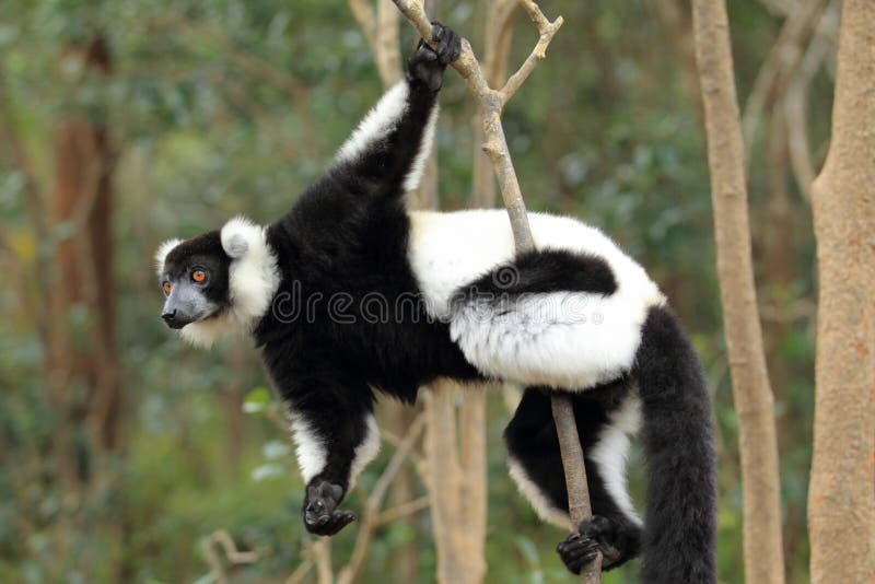 Black-and-white ruffed lemur on the branch. Black-and-white ruffed lemur on the branch.