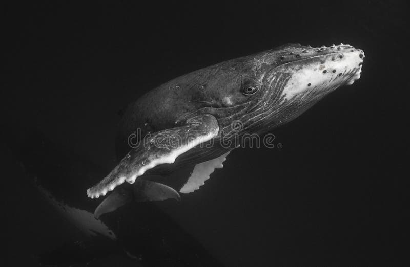 Γραπτός μόσχος Humpback στοκ φωτογραφίες Γραπτός μόσχος Humpback στοκ φωτογραφίες