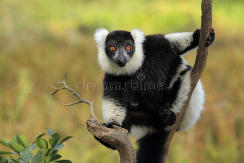 Black-and-white ruffed lemur sitting on the tree. Black-and-white ruffed lemur sitting on the tree.