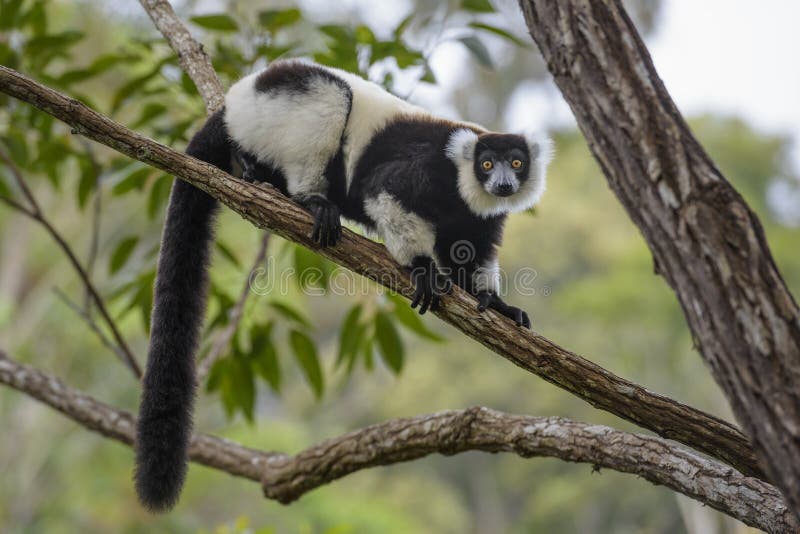 Black and white ruffed lemur - Varecia variegata, Madagascar. Critically endangered primate from Madagascar rain forest. Beautifull primate. Black and white ruffed lemur - Varecia variegata, Madagascar. Critically endangered primate from Madagascar rain forest. Beautifull primate.