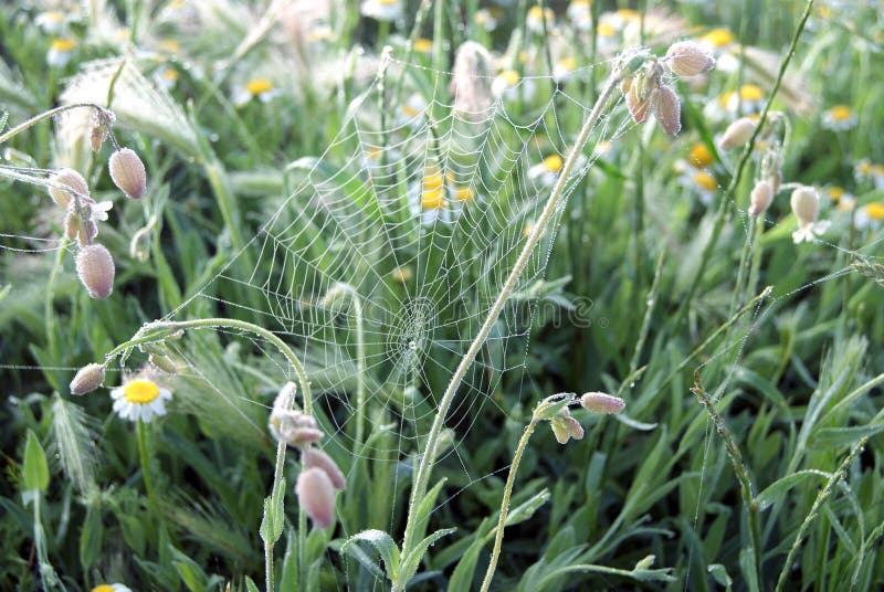 Grass at sunrise with spider web and dew drops. Drops on spider web. Dew on spider web. Wet colorful long green grass. Dew on grass blades. The morning dew and flowers are fascinating. Green leaves  covered with dew drops. Grass at sunrise with spider web and dew drops. Drops on spider web. Dew on spider web. Wet colorful long green grass. Dew on grass blades. The morning dew and flowers are fascinating. Green leaves  covered with dew drops.