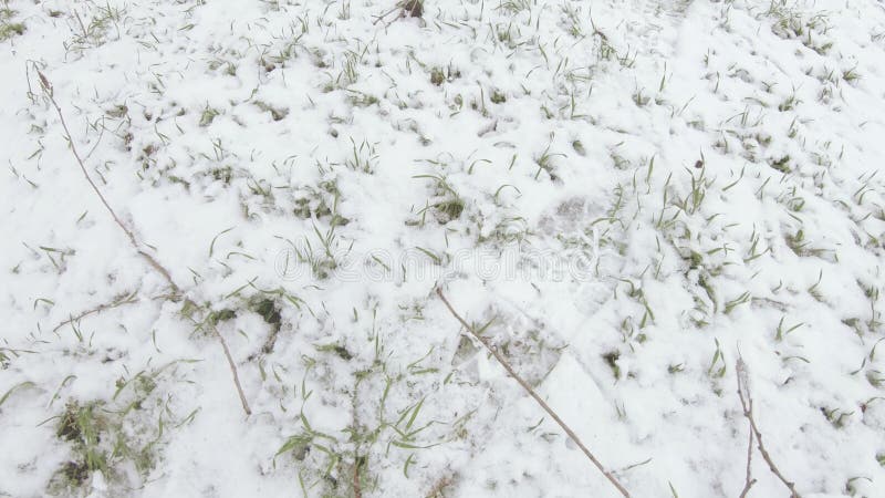 γρασίδι υπό χιόνι
