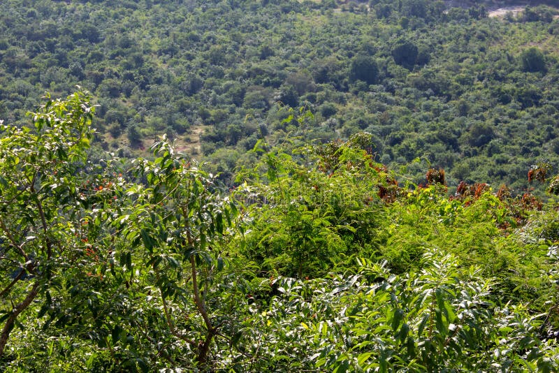 Γραφική θέα του τοπίου κατά μήκος του δρόμου ghat στο δρόμο για το Γιέρκοουντ, το Σάλεμ, την Ινδία στοκ εικόνες Γραφική θέα του τοπίου κατά μήκος του δρόμου ghat στο δρόμο για το Γιέρκοουντ, το Σάλεμ, την Ινδία στοκ εικόνες