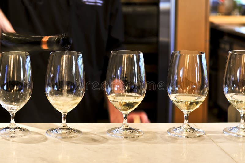 Row of white wine glasses in winery tasting event. Row of white wine glasses in winery tasting event
