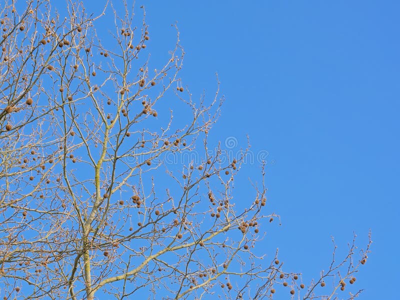 Γυμνοί κλάδοι platanus με τα ξηρά φρούτα στοκ φωτογραφία Γυμνοί κλάδοι platanus με τα ξηρά φρούτα στοκ φωτογραφία