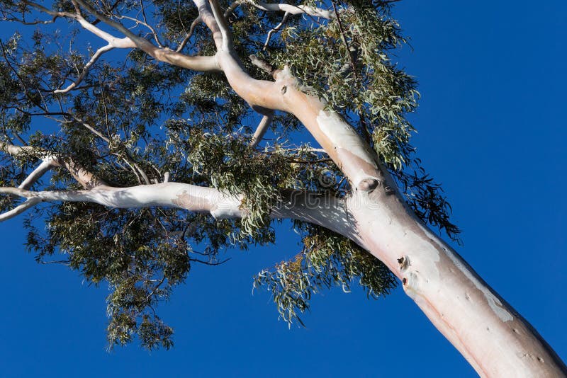 Γυμνό sycamore κορμών δέντρο ενάντια σε έναν μπλε ουρανό στοκ φωτογραφίες με δικαίωμα ελεύθερης χρήσης Γυμνό sycamore κορμών δέντρο ενάντια σε έναν μπλε ουρανό στοκ φωτογραφίες με δικαίωμα ελεύθερης χρήσης