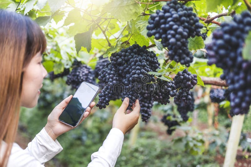 Γυναίκα γεωπόνων winemaker που χρησιμοποιεί Smartphone που ελέγχει τα σταφύλια στον αμπελώνα στοκ φωτογραφία με δικαίωμα ελεύθερης χρήσης Γυναίκα γεωπόνων winemaker που χρησιμοποιεί Smartphone που ελέγχει τα σταφύλια στον αμπελώνα στοκ φωτογραφία με δικαίωμα ελεύθερης χρήσης
