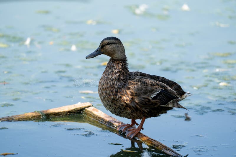 Γυναίκα πάπια mallard κάθεται σε ένα κλαδί σε μια λίμνη Όμορφα καφέ φτερά στο πουλί στοκ φωτογραφίες με δικαίωμα ελεύθερης χρήσης