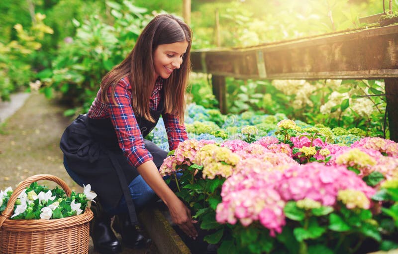Γυναίκα που επιλέγει ένα ρόδινο hydrangea σε έναν βρεφικό σταθμό στοκ φωτογραφία με δικαίωμα ελεύθερης χρήσης