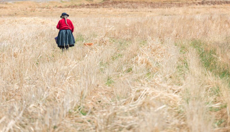 Γυναίκα σε φυτό στην κοιλάδα Mantaro στο Huancayo του Περού στοκ φωτογραφία Γυναίκα σε φυτό στην κοιλάδα Mantaro στο Huancayo του Περού στοκ φωτογραφία