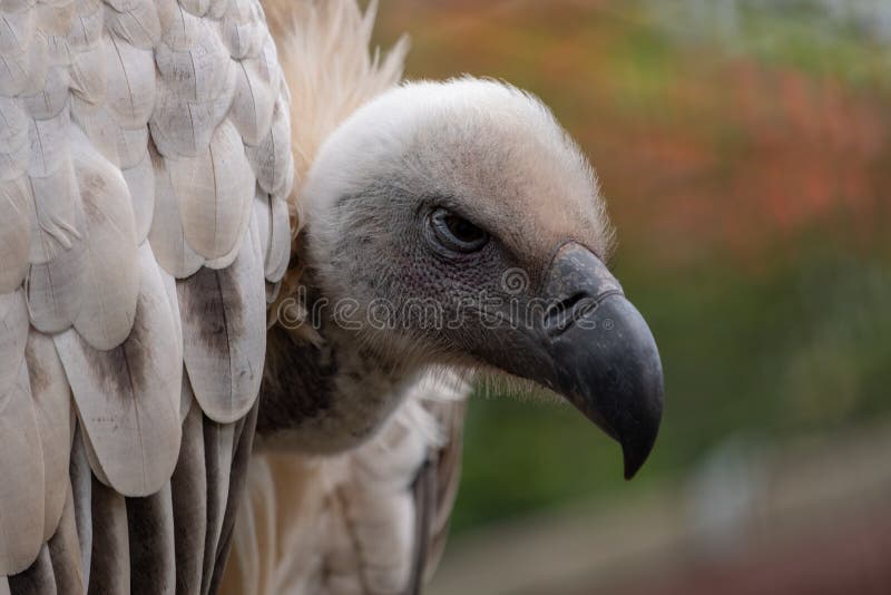 Γύπας Griffon ακρωτηρίων, μεγάλο αρπακτικό πτηνό γηγενές στην περιοχή, που φωτογραφίζεται στα βουνά Drakensberg, αιχμή Cathkin, ν στοκ εικόνες με δικαίωμα ελεύθερης χρήσης Γύπας Griffon ακρωτηρίων, μεγάλο αρπακτικό πτηνό γηγενές στην περιοχή, που φωτογραφίζεται στα βουνά Drakensberg, αιχμή Cathkin, ν στοκ εικόνες με δικαίωμα ελεύθερης χρήσης