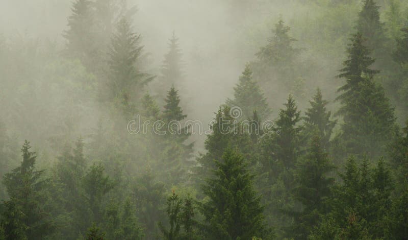 δάσος misty στοκ φωτογραφίες