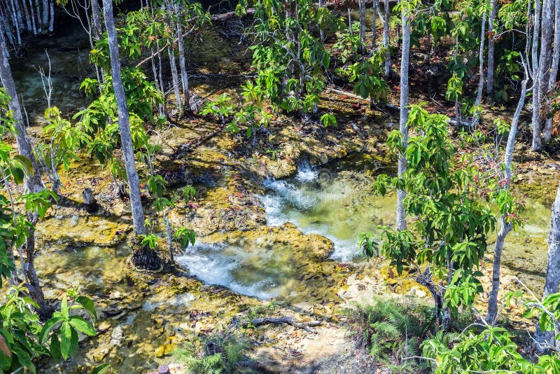 Δάσος μαγγροβίων σε Krabi στην Ταϊλάνδη στοκ φωτογραφία με δικαίωμα ελεύθερης χρήσης Δάσος μαγγροβίων σε Krabi στην Ταϊλάνδη στοκ φωτογραφία με δικαίωμα ελεύθερης χρήσης