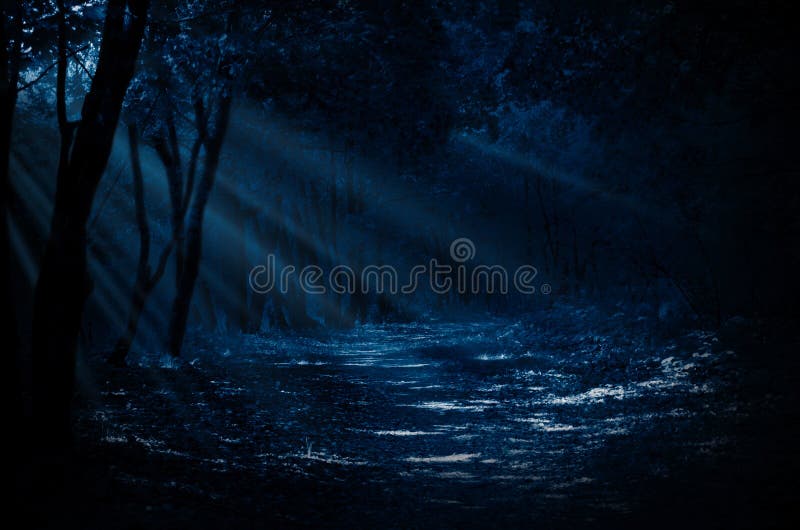 Night forest with moonlight rays. Night forest with moonlight rays