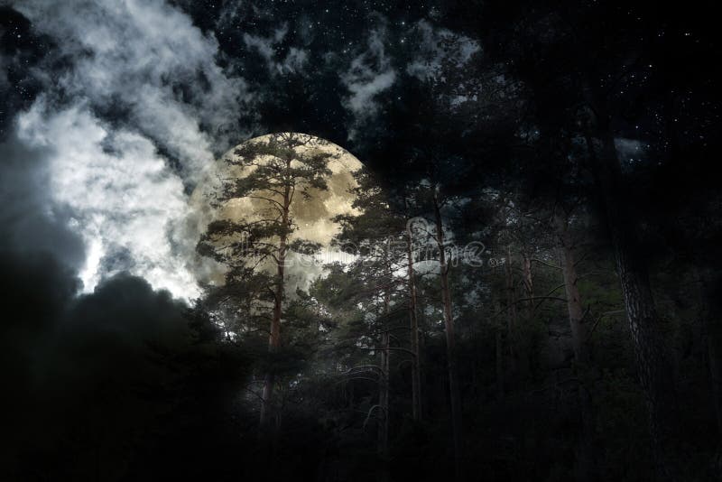 Old pristine european forest in a full moon night. Old pristine european forest in a full moon night