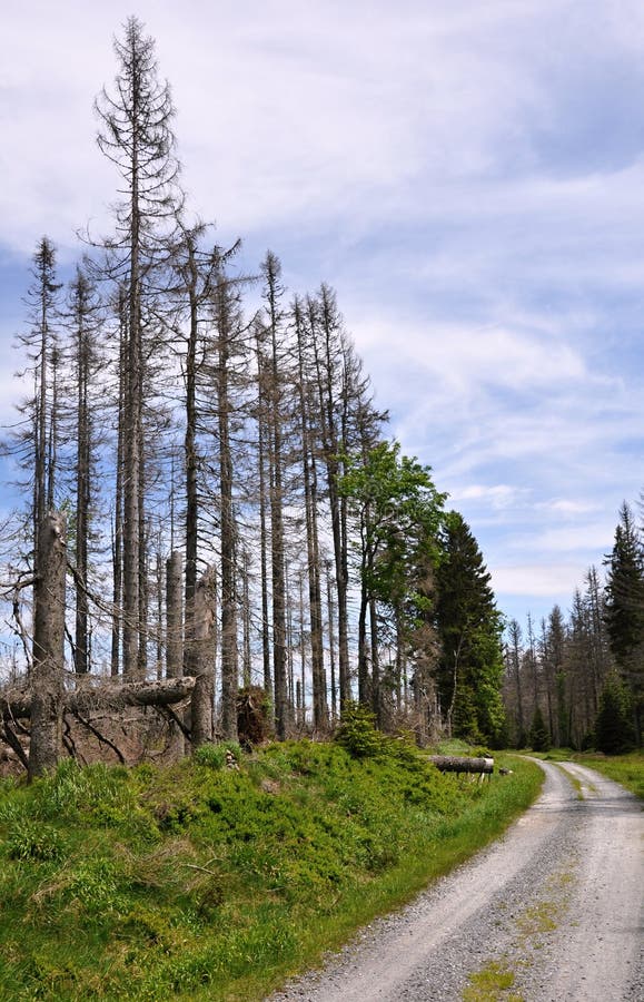 Δάσος που καταστρέφεται από τον κάνθαρο φλοιών
