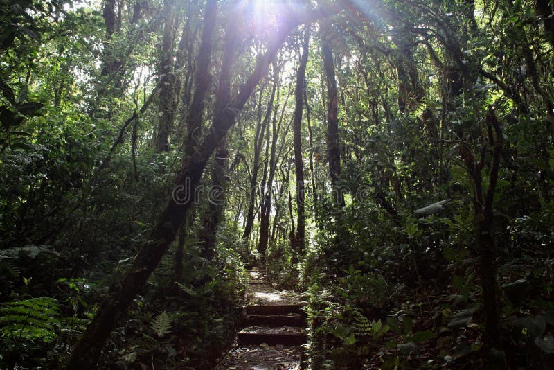 Δάσος σύννεφων Monteverde στοκ εικόνες με δικαίωμα ελεύθερης χρήσης