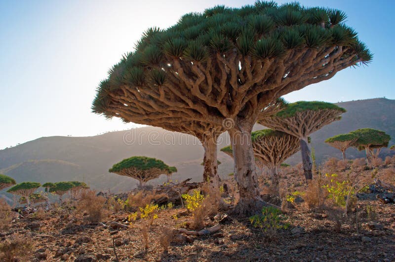 Δέντρα αίματος δράκων, φως ηλιοβασιλέματος, στην προστατευόμενη ζώνη του οροπέδιου Dixam, νησί Socotra, Υεμένη