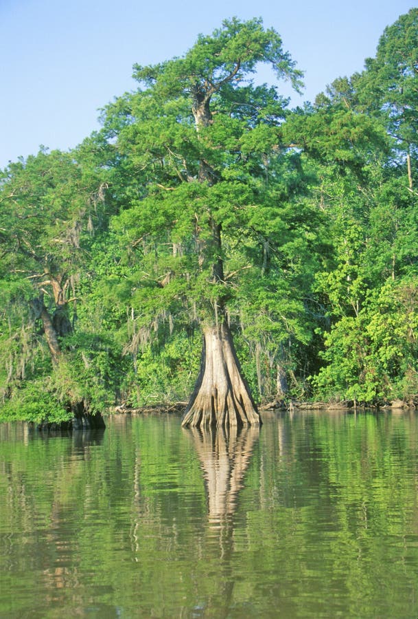 Cypress Trees in the Bayou, Lake Fausse Pointe State Park, Louisiana. Cypress Trees in the Bayou, Lake Fausse Pointe State Park, Louisiana