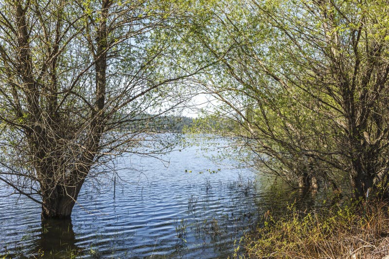 Trees are partly submerged in rising water brought on every year by spring thaws on Hauser Lake, Idaho. Trees are partly submerged in rising water brought on every year by spring thaws on Hauser Lake, Idaho.